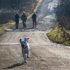 Dzīvnieku patversmes atbrīvo no obligātās samaksas par suņu reģistrēšanu