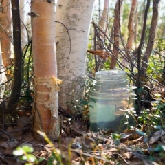 Eiropā turpina augt pieprasījums pēc bērzu sulām un palielinās arī konkurence