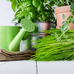 Laiks palodzi atvēlēt vitamīniem!