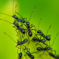 MK atbalsta būtiskus uzlabojumus kooperatīvo sabiedrību regulējumā 