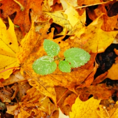 Solidaritātes nodokļa likmes ar 2019.gadu tiks atceltas