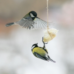  Saeima atbalsta strīda izskatīšanas efektivizēšanu maksātnespējas procesā