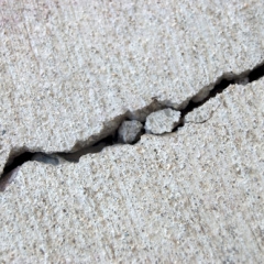 Jaunās piespiedu nomas maksas normas neatbilst Satversmei