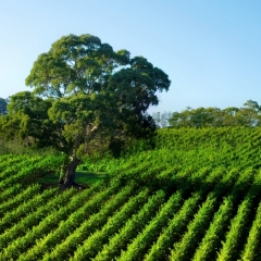 Vienkāršos publiskai personai piederošo zemesgabalu iznomāšanas kārtību