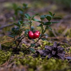 Aptur tiesvedību trīs lietās un uzdod jautājumus EST