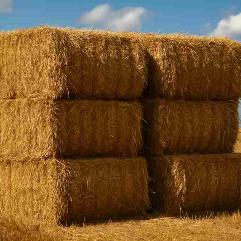 Senāts vēršas ST par sociālās apdrošināšanas stāža aprēķinu darbam sovhozā pirms 15 gadu vecuma