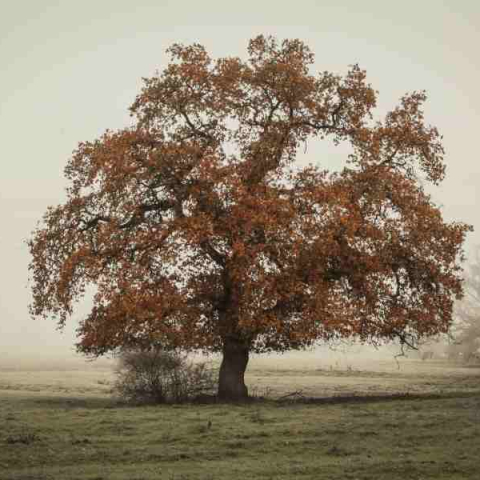 Būvatļaujas izsniegšana īpaši aizsargājamā teritorijā ir sodāma