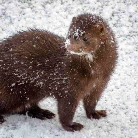 Aizliegums ievest ūdeles Covid-19 infekcijas izplatības ierobežošanai atbilst Satversmei
